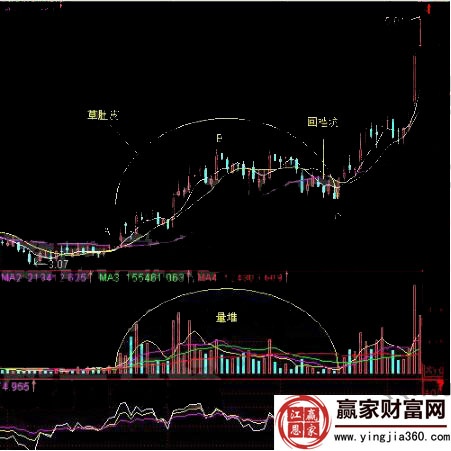 深圳機場草肚皮